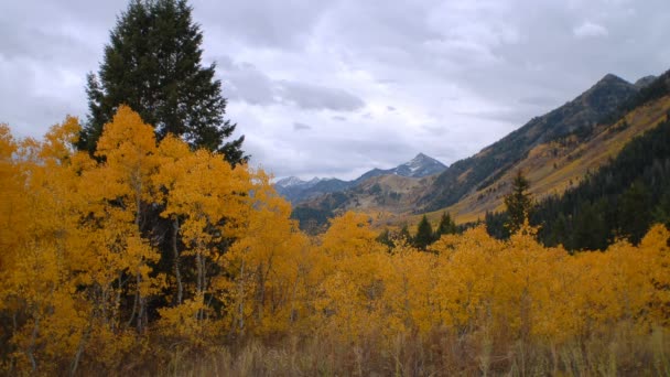 Yellow-leafed trees in a mountain landscape. — Stock Footage Yellow-leafed trees in a mountain landscape. Royalty Free Stock Video