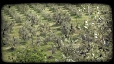İtalyan Orchard. Vintage stilize video klip.