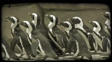 Patika penguenler paytak paytak yürüyüş.