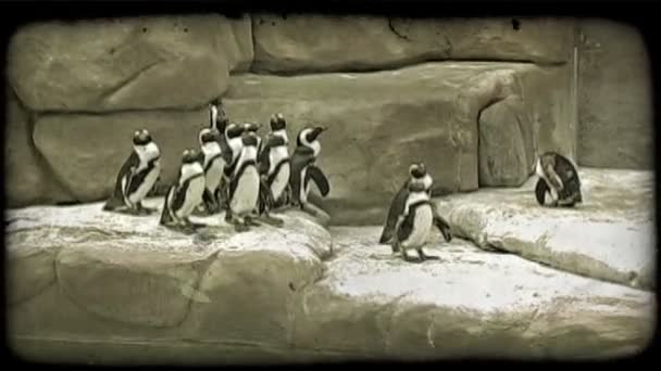 Пінгвіни стоять біля басейну. — стокове відео