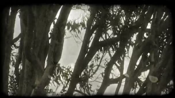 Tronchi d'albero scuri e i loro rami con foglie ondeggiano nella brezza — Video Stock