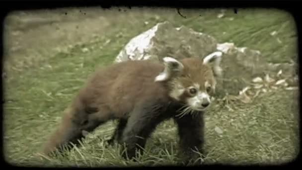 Racoon rojo camina sobre hierba . — Vídeos de Stock