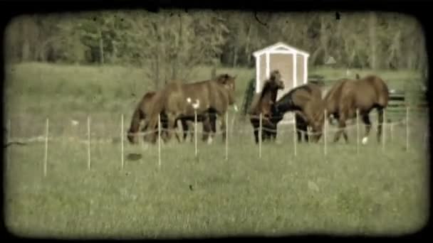 Cavalli su un pascolo. Clip video stilizzato vintage . — Video Stock