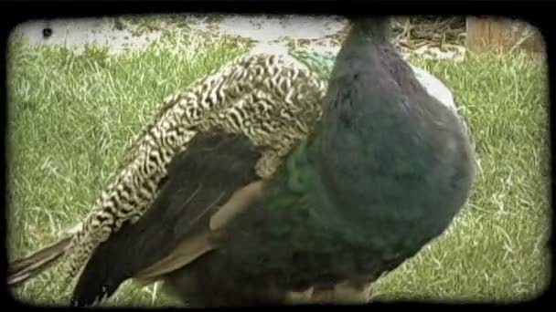 Peacock preens sina fjädrar. — Stockvideo