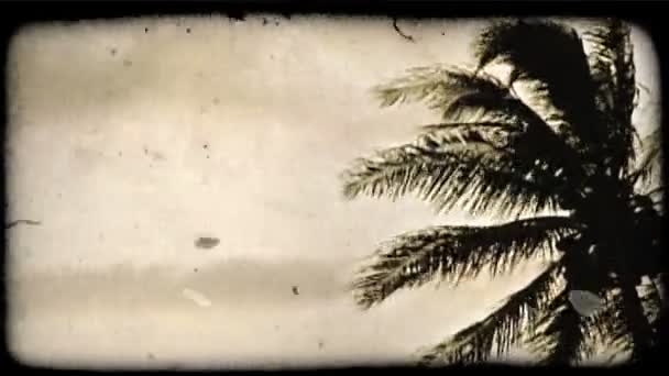 Palm tree and sunset. Vintage stylized video clip. — Stock Video
