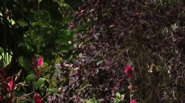 İsrail'de telif Ein Gedi, ücretsiz stok Video görüntüleri bitki örtüsü vurdu