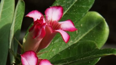 Ein Gedi Kibbutz çiçeklere