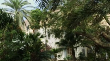 Bir palmiye ağacını mavi gökyüzüne taşıyın