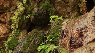 İsrail yosunlu kayalar aşağı damlayan su stok görüntüleri.