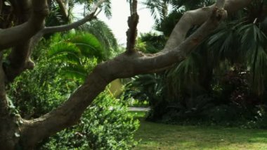 İsrail'de çekilen Ein Gedi'de vaha kibbutz Panoraması