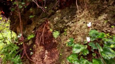 İsrail bir kaya üzerinde büyüyen bitki örtüsü stok görüntüleri.