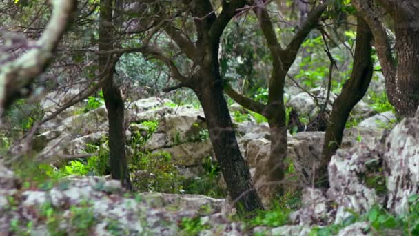 Royalty Free Stock Video Görüntüleri Kayalık Carmel orman zemin İsrail'de vuruldu — Stok video