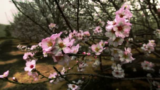 Stock Footage a faágakat, rózsaszín és fehér virágokkal, Izrael. — Stock videók