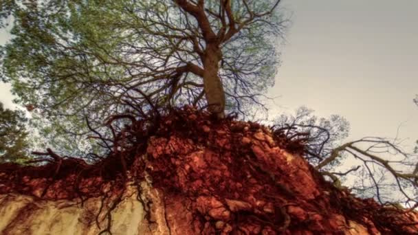Filmagem de raízes de árvores que se projetam do solo erodido em Israel . — Vídeo de Stock
