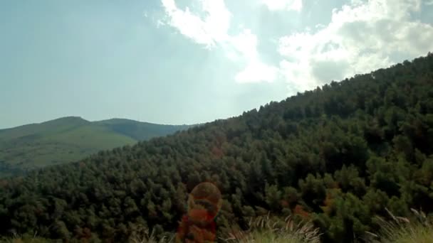 Stock Footage drive-by of a forested mountainside in Israel. — Stock Video