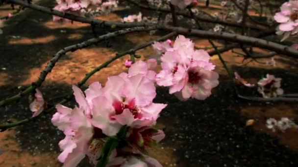 Запись цветения розовых деревьев в Израиле . — стоковое видео