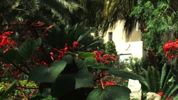 Realeza Stock de Video Gratis Filmación de un oasis verde en Ein Gedi filmado en Israel — Vídeos de Stock