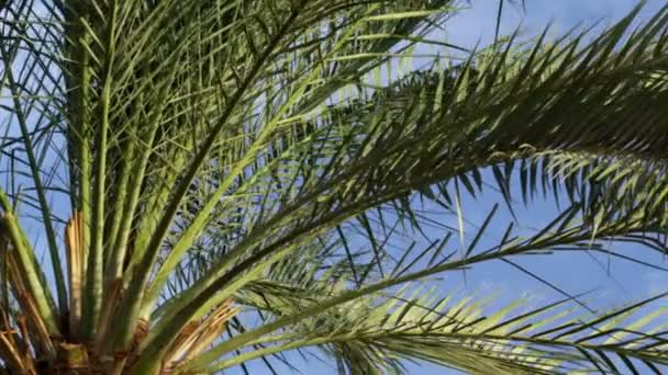 Fotografía de hojas de palma y cielo azul filmadas en Israel — Vídeo de stock