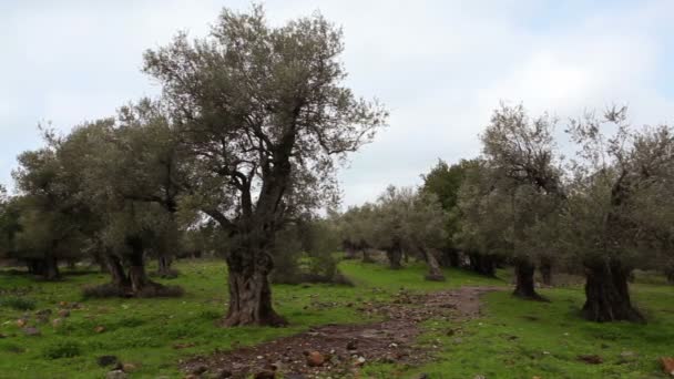Oliveraie sur les hauteurs du Golan en Israël 