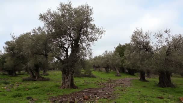 Oliveto nelle alture del Golan in Israele — Video Stock