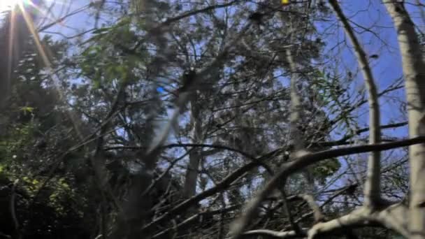 zone boisée et le soleil 