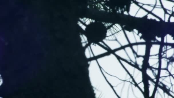 イスラエルで撮影された枝を通して太陽のパノラマ — ストック動画