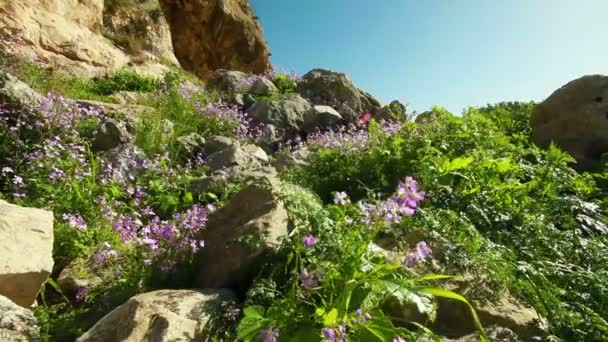 Rocky, flowered hillside in Israel. — Stock Video