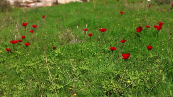 Stock film av röda blommor i ett grönt fält i Israel. — Stockvideo