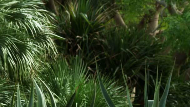 flore verte à Ein Gedi en Israël 