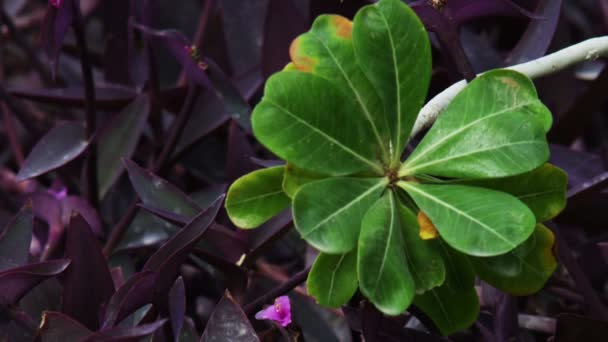 Royalty Free Stock Video Footage closeup of green and purple leaves shot in Israel — Stock Video