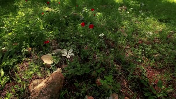 Imágenes de flores en un suelo de bosque verde en Israel . — Vídeo de stock