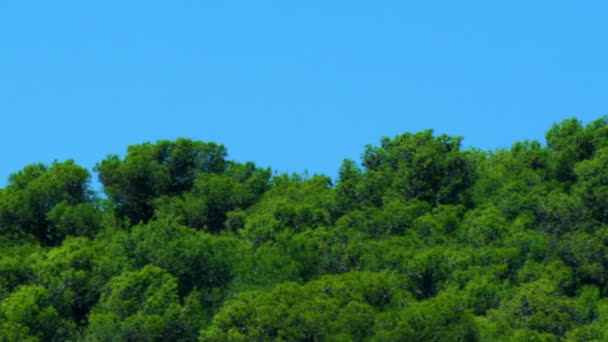 Stock gratuit de droits Vidéo Vidéo de la tour de radio dans une forêt tournée en Israël — Video