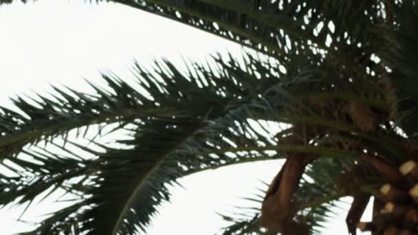 Fotografía de una palmera de Ein Gedi filmada en Israel — Vídeos de Stock