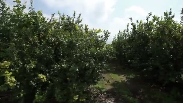 Pomar de limão em um vale fértil — Vídeo de Stock