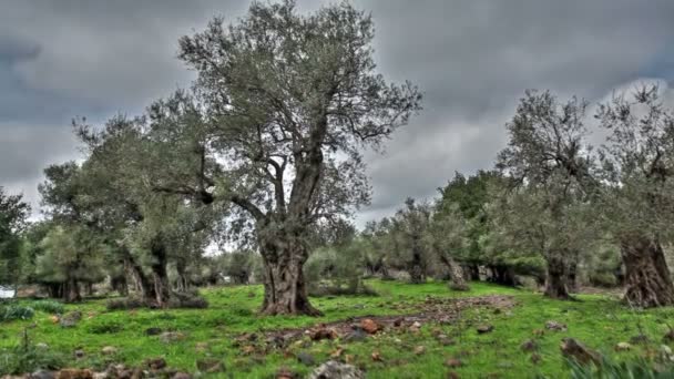 Ancient olive tree trunk. — Stock Video