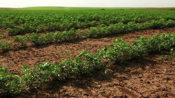 Stock Footage van rijen van Boon planten in Israël. — Stockvideo