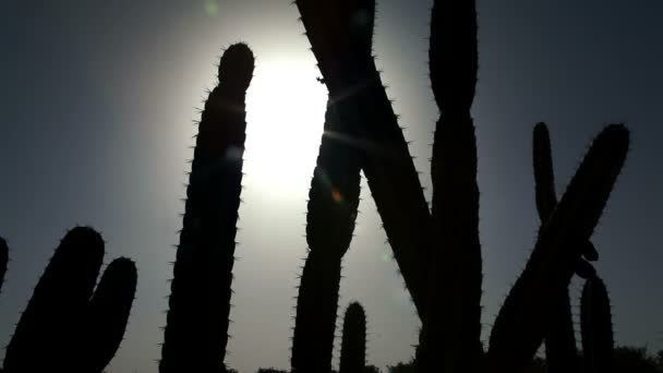 Stock Footage of cactus silhouettes in Israel. — Stock Video