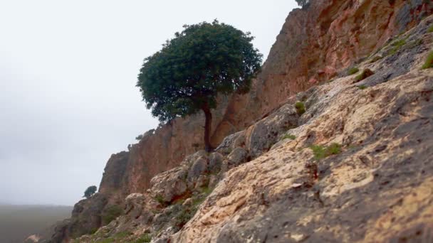 Αρχειακό υλικό από ένα μοναχικός δέντρο μεγαλώνει πάνω σε μια βραχώδη πλαγιά στο Ισραήλ. — Αρχείο Βίντεο