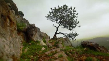 Yalnız ağaç İsrail rüzgarlı bir yamaca stok görüntüleri.
