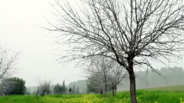 İsrail'de sarı kır çiçekleri bir çayır Stok Görüntüleri.