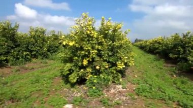 limon meyve bahçesinde verimli bir vadi