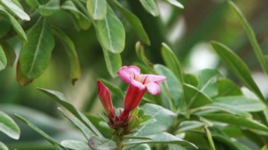 İsrail'de çekilen Ein Gedi'de yeşil çalının üzerindeki pembe çiçek