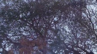 İsrail'de telif ücretsiz stok Video görüntülerini ağaç maruz kök sistemi ile vurdu