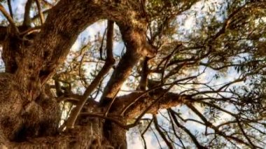 bir zeytin ağacı içinde ararken