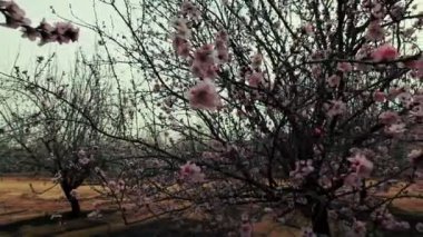 İsrail pembe çiçekleri ile dolu bir ağaç stok görüntüleri.