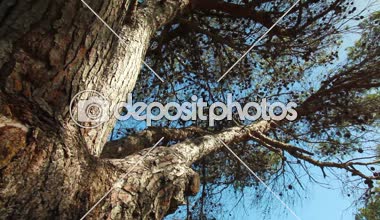 İğne yapraklı ağaç dalları İsrail stok görüntüleri.