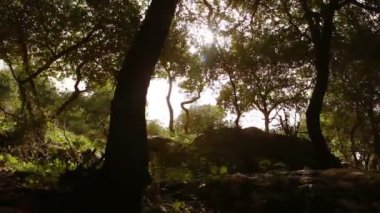 Ormanlık yamaç, güneşe doğru yeşil yapraklı dalları ile çekim