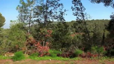 İsrail'de bir Mount Tabor ormanın Stok Görüntüleri drive-by.