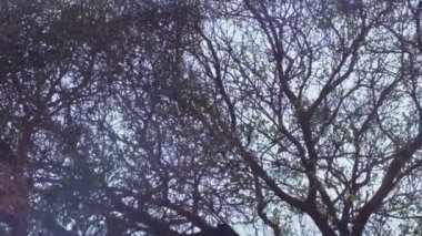 İsrail'de telif ücretsiz stok Video görüntülerini ağaç maruz kök sistemi ile vurdu