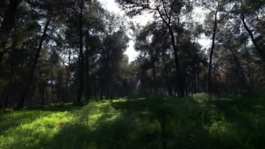 İsrail'de parlak ve gölgeli bir ormanın Stok Görüntüleri.
